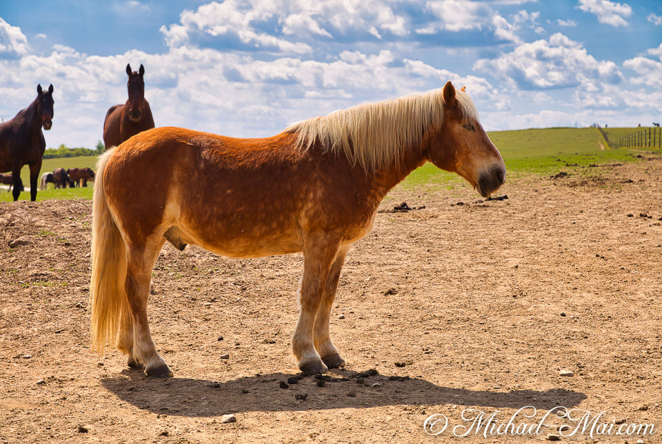 Amid a dry paddock, a blonde-maned horse watches others graze on distant green.