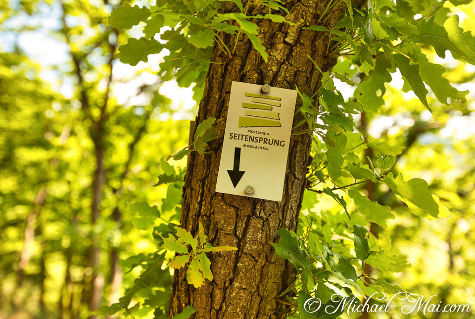 Guiding hikers, a Moselsteig detour sign fastens to a sturdy, leaf-framed oak.