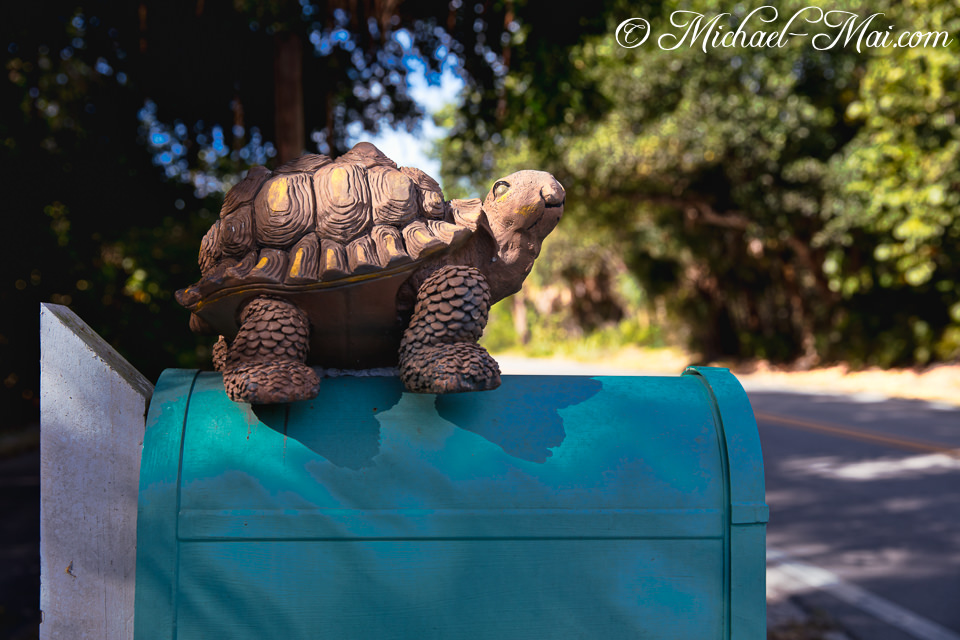 Perched on a teal mailbox, a detailed turtle statue observes its leafy surroundings.