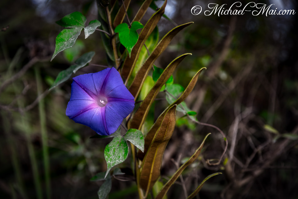 Purple petals brilliantly unfurl, revealing the glowing heart of a single morning glory.