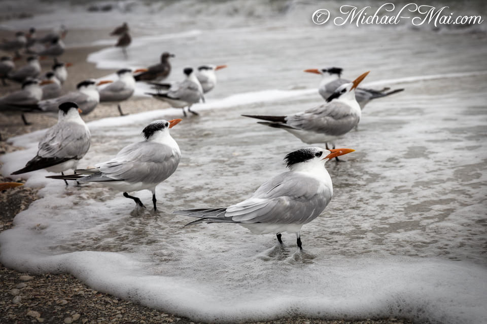 Coastal terns stand alert in the shimmering, foamy water along the beach.