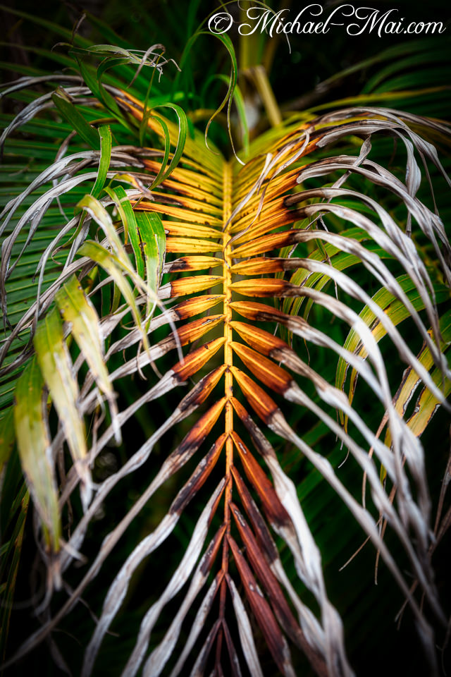 Vivid yellow and russet hues mark a palm frond's elegant decline.