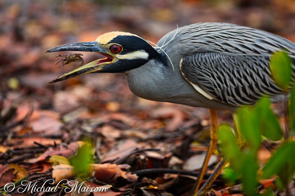 Night-heron's sharp beak secures a wriggling crab, a striking moment of predation.