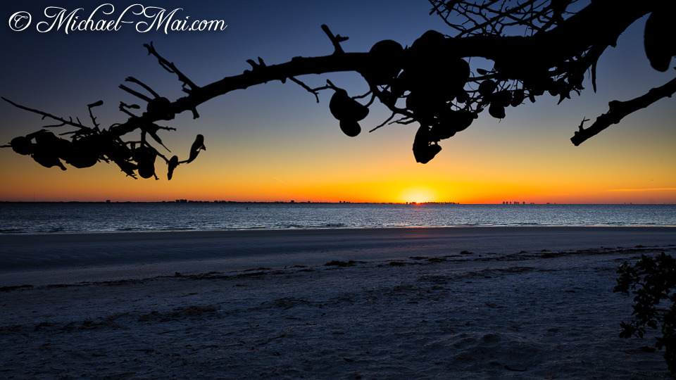 Vibrant sunset paints the sky, beautifully framed by dark, gnarled coastal branches.