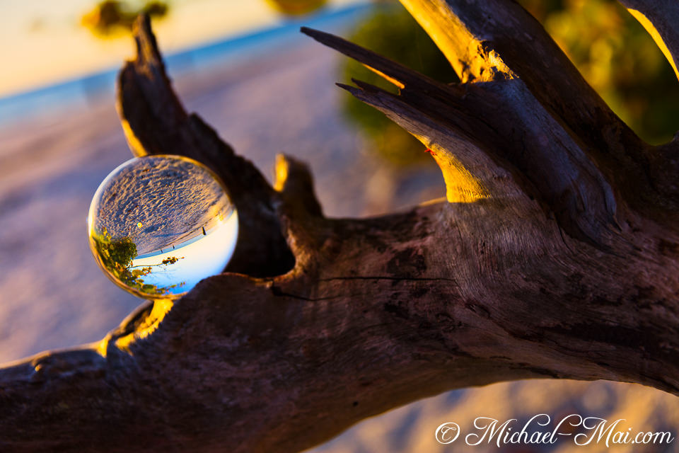 Reflecting beach and sky, a polished orb rests gracefully on gnarled driftwood.