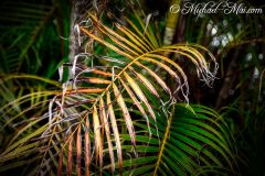 Sanibel Island, Florida (USA) 2018