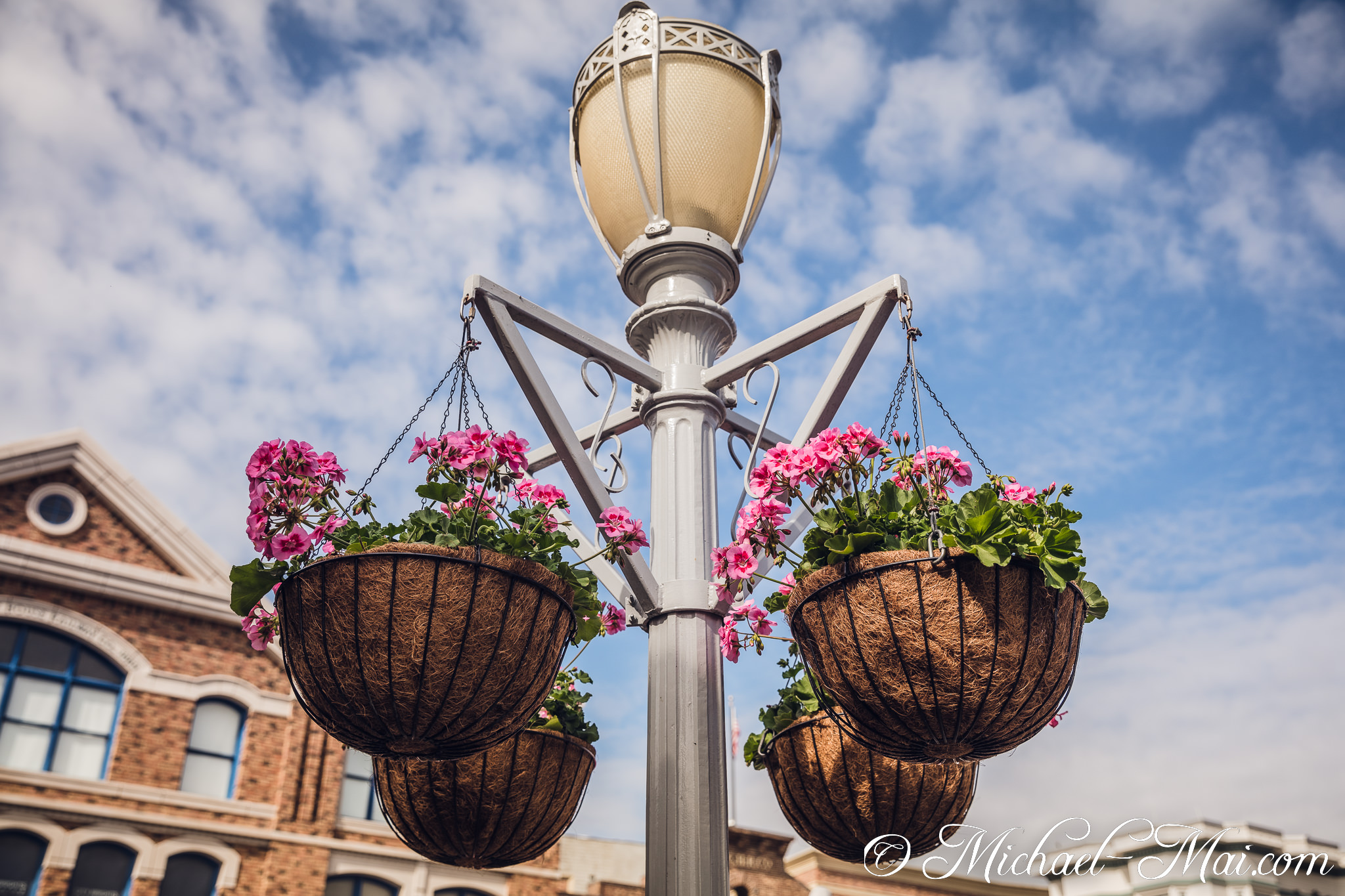 Clusters of pink geraniums bring color to a stately lamppost | Orlando, Florida, United States