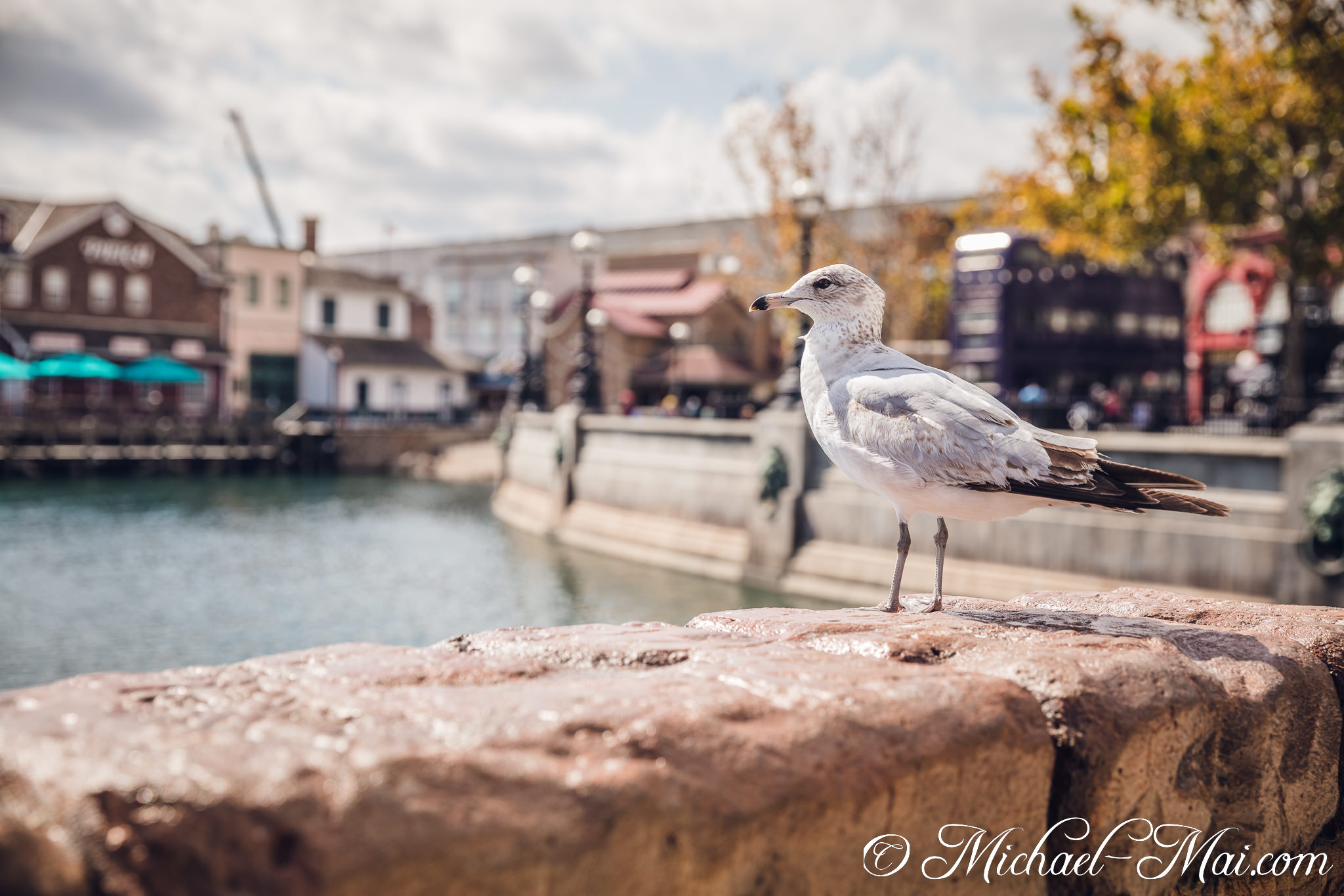 Textured stone supports a seagull's steady stance before a lively waterfront. | Orlando, Florida, United States