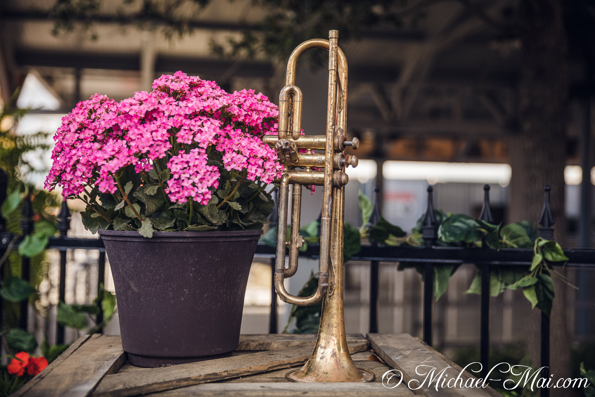 Aged brass trumpet rests beside a vibrant pot of pink flowers on weathered wood. | Orlando, Florida, United States