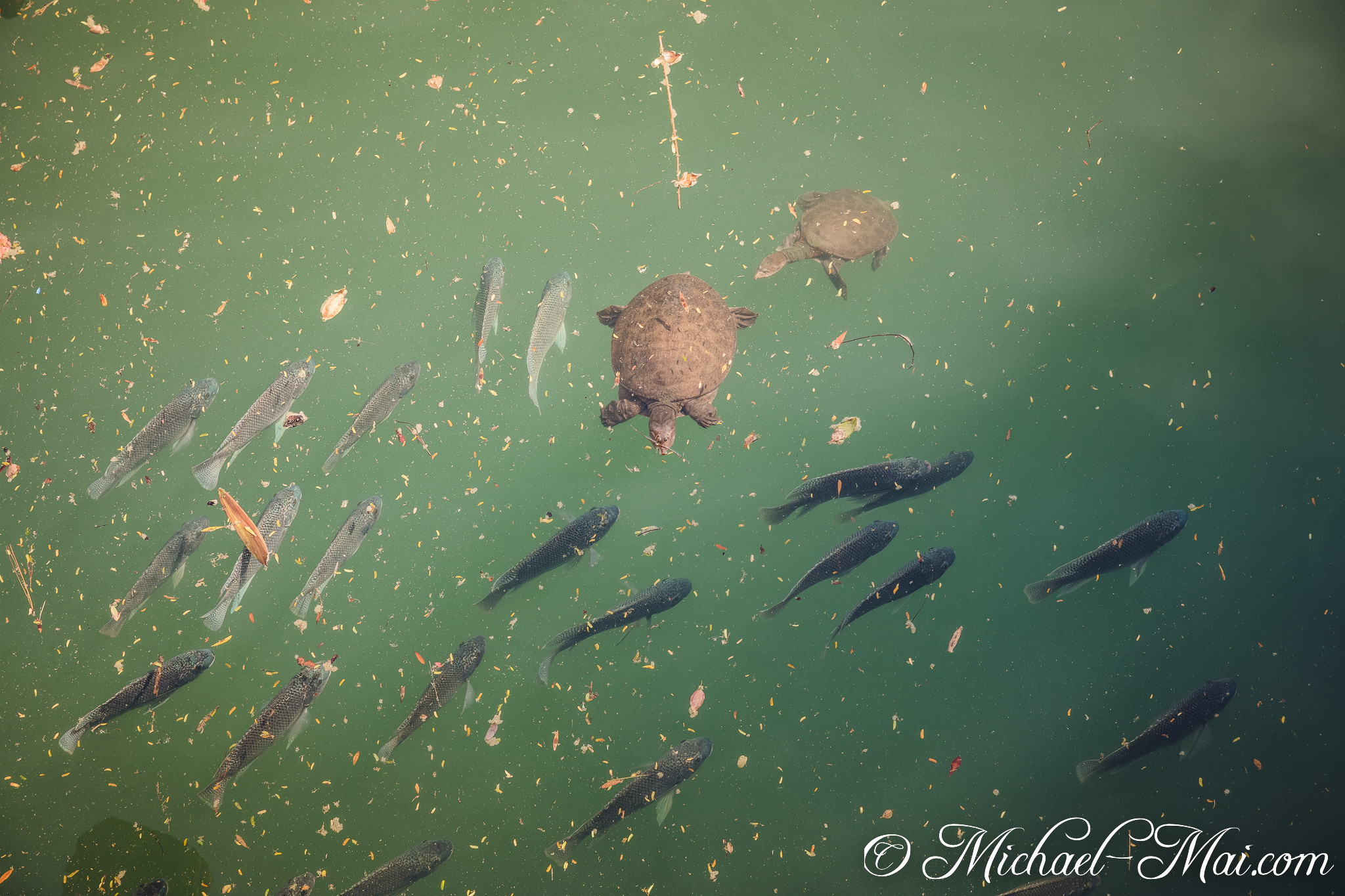 Turtles and fish share a busy green pond, dotted with fallen leaves and debris. | Orlando, Florida, United States